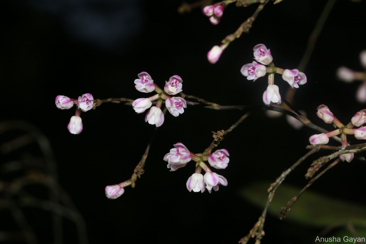 Sirhookera lanceolata (Wight) Kuntze
